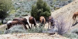 Wild horses seen behind he V&T Railroad Engine House in Virginia City, NV