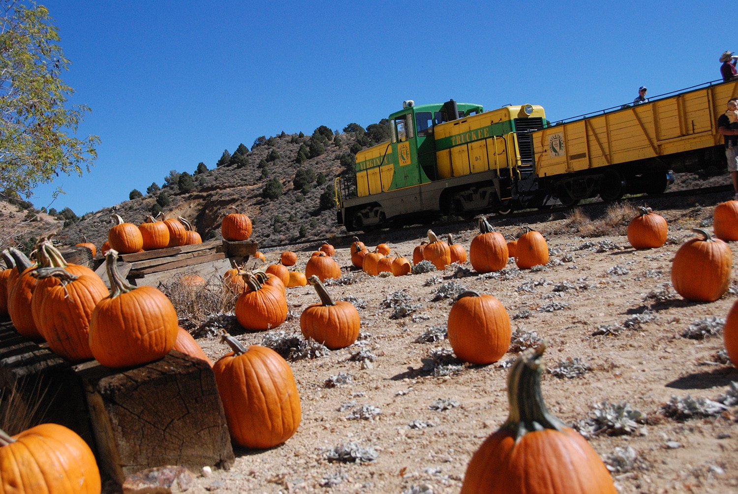 1500px x 1004px - Halloween Pumpkin Patch | Virginia & Truckee Railroad