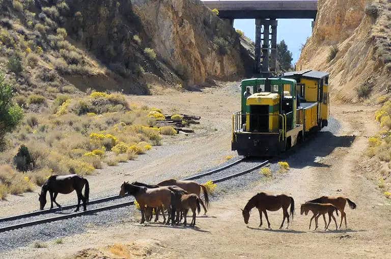 horses on tracks, train stopped